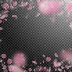Sakura petals falling down. Romantic pink flowers falling rain. Flying petals on transparent square 