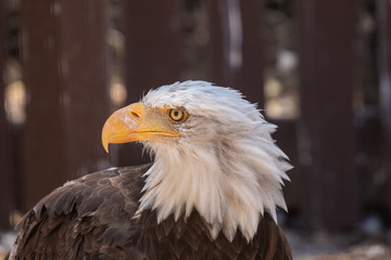 Bald eagle close up portrait