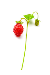 single ripe forest strawberry