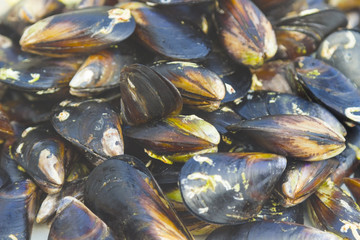 Marine mussels close-up. Horizontally