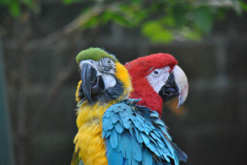 Portrait of two parrots sitting next to each other, the one in the fron is yellow-blue-colored and the other one has a red head
