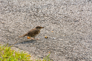 Bird on the road