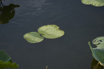 Lilly Pads 