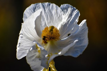 Bee in the Shadow of Petals