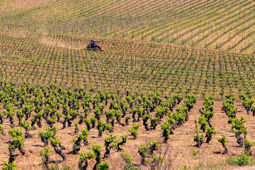 Landscape with cultivated vineyards and distant tractor.