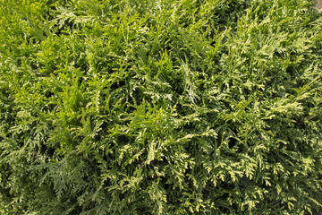 Green thuja bush wallpaper. Background for cards, text, arts, packages.
