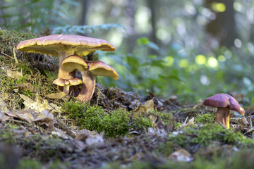 Pilzgruppe am Wegrand