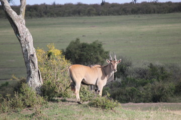 Антилопа канна или Эланд (Taurotragus oryx)