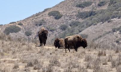 American Bison on Catalina Island 