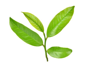 Green tea leaf isolated on white background