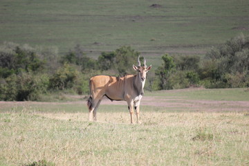 Антилопа канна или Эланд (Taurotragus oryx)