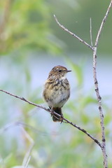 Young stonechat on the branch of a willow