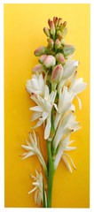 A bouquet of white tuberose flowers. It’s a very nice symbol for celebration and fes