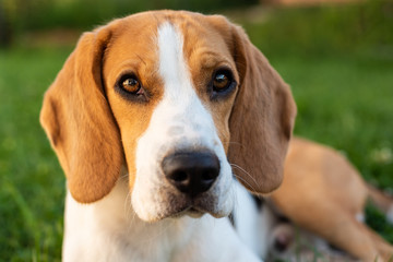 Purebred beagle dog lying on grass in garden outdoor portrait