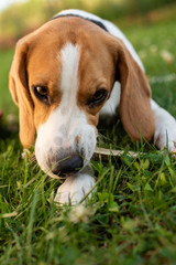 Purebred beagle dog lying on grass in garden outdoor portrait