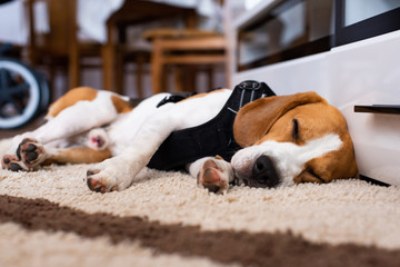 Purebred beagle dog lying on carpet in living room sleeping - obrazy, fototapety, plakaty