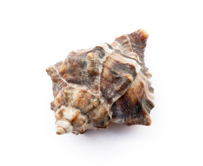  Exotic sea shells isolated on white background