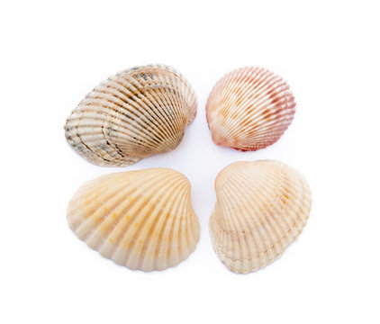  Exotic sea shells isolated on white background