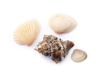  Exotic sea shells isolated on white background