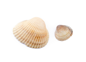  Exotic sea shells isolated on white background