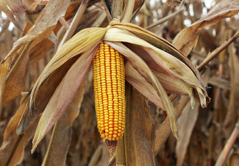 Corncob. A corn field during summer afternoon in rural © sebboy12