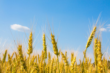 Obraz premium Wheat plants close up, wheat herbs growing in the field