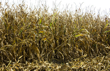 Corncob. A corn field during summer afternoon in rural