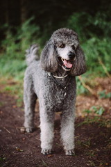 Gray Poodle