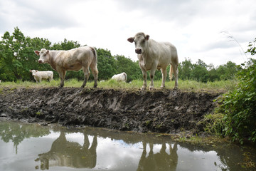 Vaches au pré dans le marais poitevin à Maillezais, Vendée, Pays de la Loire.