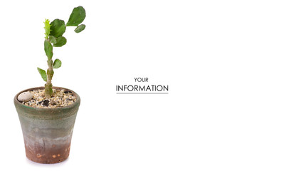 Pot with plant leaves pattern on white background isolation