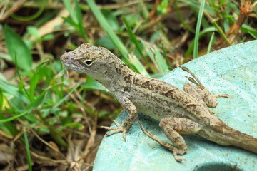 Brown anole (Anolis sagrei) reptile sunbathing in Moir Gardens, Kauai, Hawaii