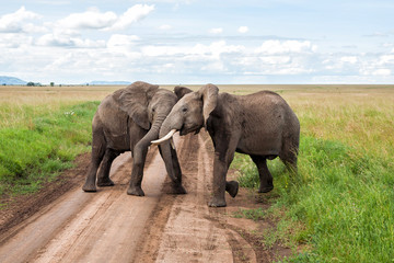 Bull elephants in the Serengeti National Park in the green season in Tanzania