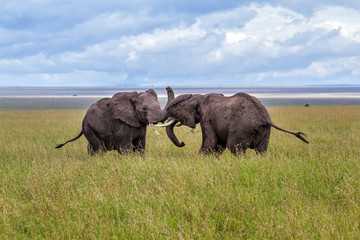 Bull elephants in the Serengeti National Park in the green season in Tanzania