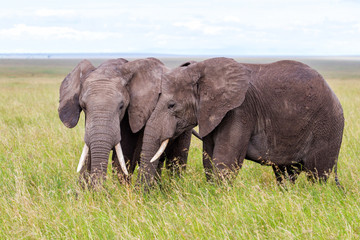 Naklejka na ściany i meble Bull elephants in the Serengeti National Park in the green season in Tanzania