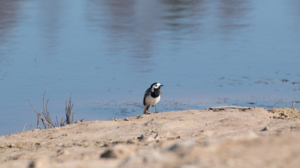 Wagtail
