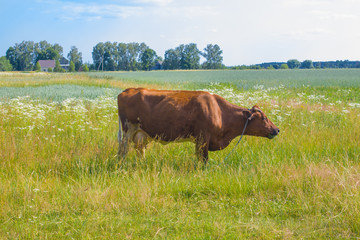 Cow grazing in a meadow. Cattle standing in field eating green grass