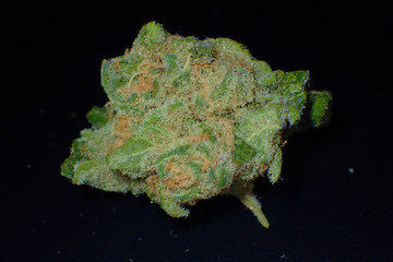 Obraz premium Close up macro shot of cannabis buds covered in thc crystals.