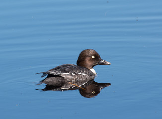 Female Common Goldeneye
