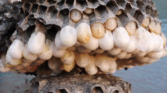Bee larvae wiggling wasps nest
