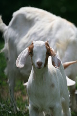 Obraz premium Ziegenkind