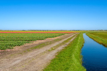 Colorful tulip fields just behind the dunes on the island of Texel, Netherlands.