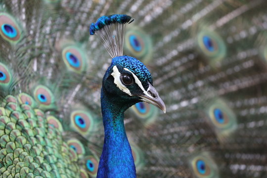 Peacock close-up portrait