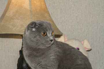 portrait of young scottish fold cat, gray color