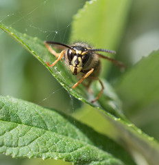 Close up of a wasp