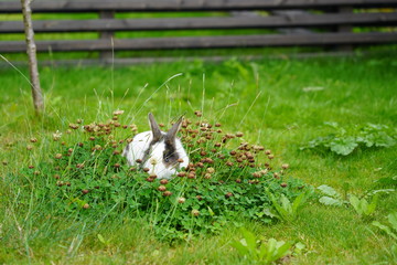 Bunny in the grass