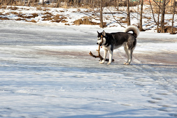 Dog breed Siberian Husky gnaws a stick from snow on the frozen snow-covered pond