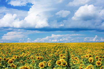 sunflowers and sky