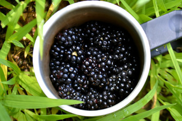 Blackberries in a glass on the grass