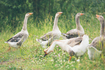 A herd of beautiful white geese walking in a meadow near a farmhouse. Vintage toning.