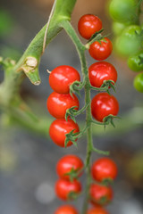 Ripe cherry tomatoes ready to pick in a greenhouse.